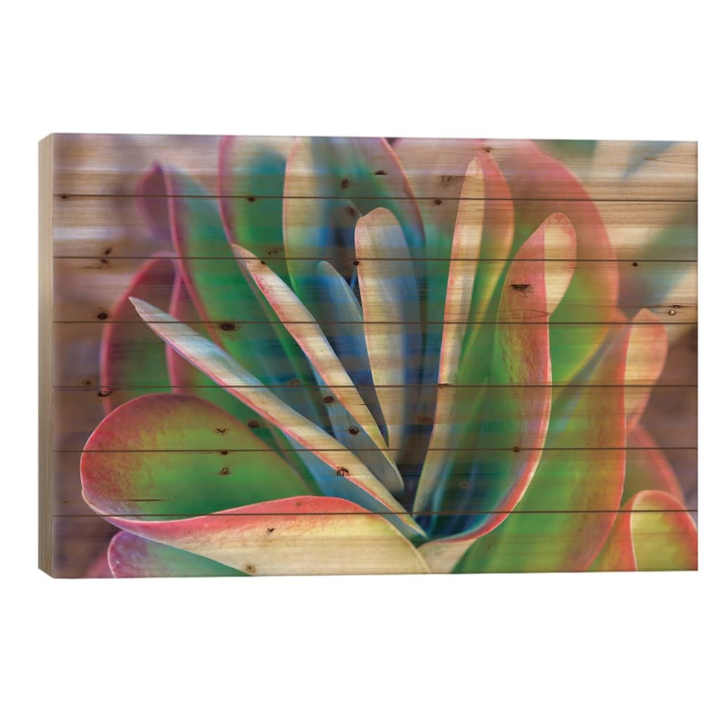 Close-up of succulent plants, San Diego, California, USA. Print On Wood by Stuart Westmorland - Multi-Color