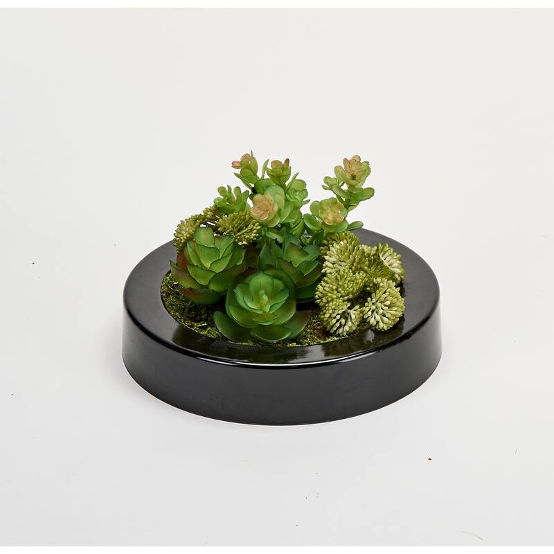Mixed Succulents Dish Garden in 7" Round Black Plastic Container - Green - 7