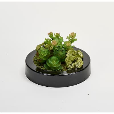 Mixed Succulents Dish Garden in 7" Round Black Plastic Container - Green - 7