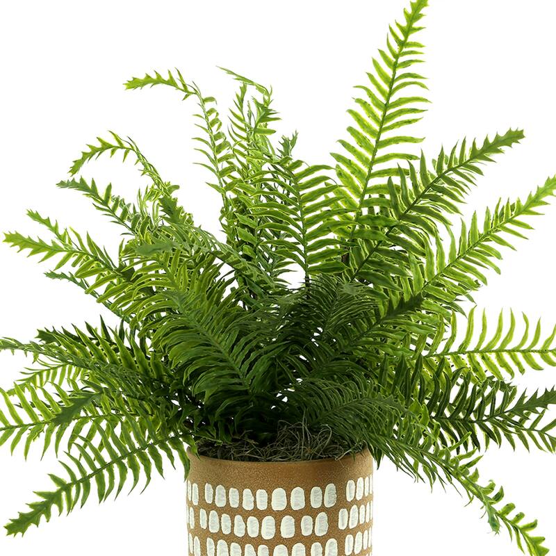 Ferns Arranged in Spotted Ceramic Pot - Green