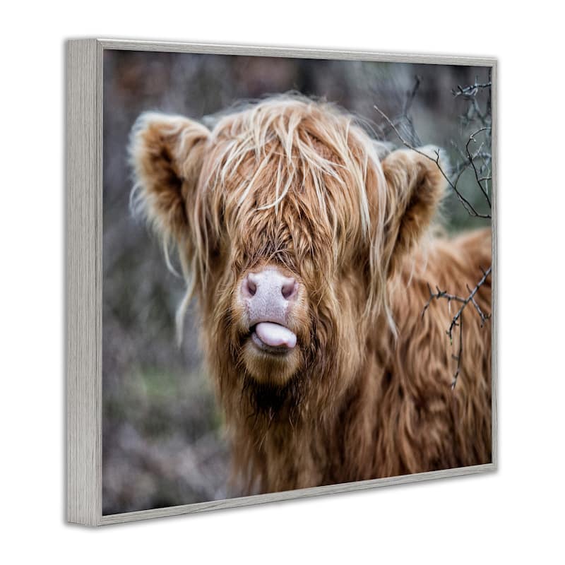 Stupell Baby Highland Calf Cattle Licking Lips Country Farmland Framed Wall Art, Design by James Dobson