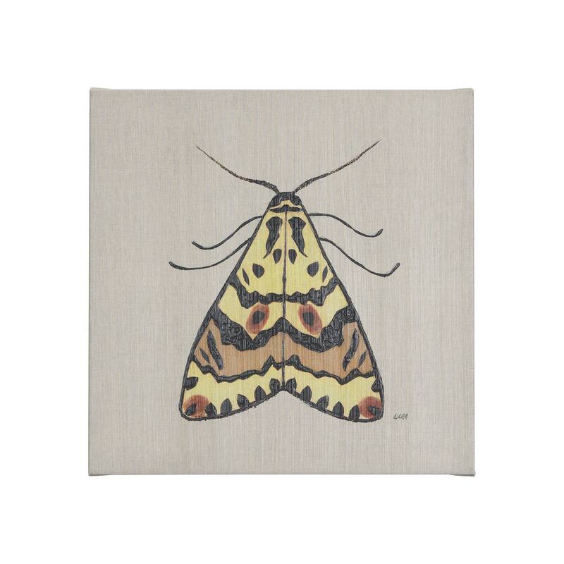 Moth III (20 x 20 ) Canvas Art Print - Small