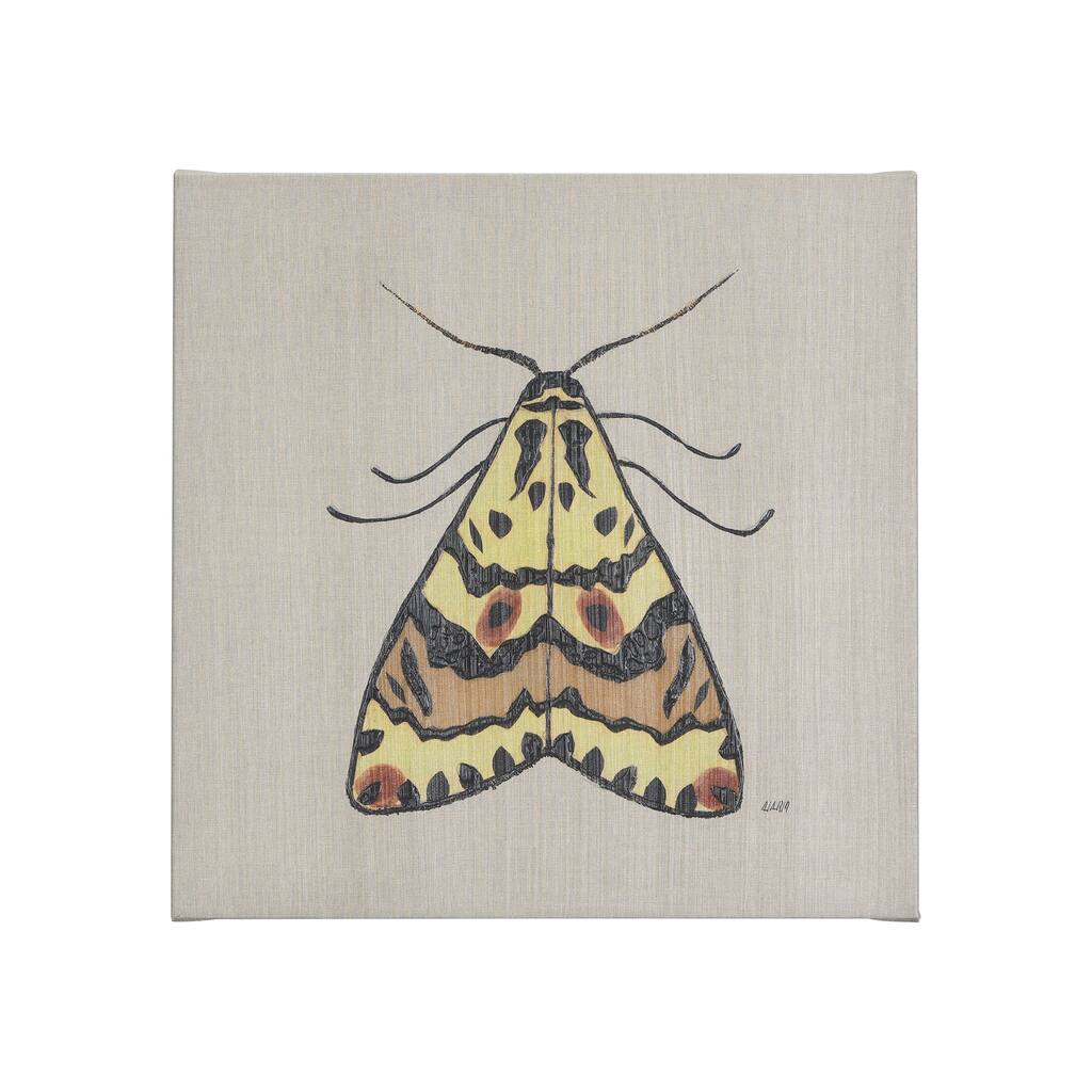 Moth III (20 x 20 ) Canvas Art Print
