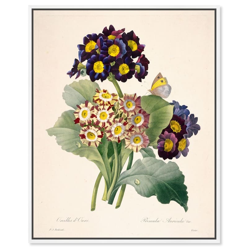 Auricula Varieties Canvas by Art Remedy - White - 30" x 36"