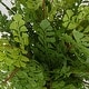 preview thumbnail 3 of 2, Uttermost 60237 Maidenhair Fern 14" Tall Metal Faux Flora Planter