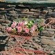 preview thumbnail 2 of 3, Two Tier Iron Flower Push Cart in Flamingo Pink "Odesa 1794" - 21.65x33.85x36.61