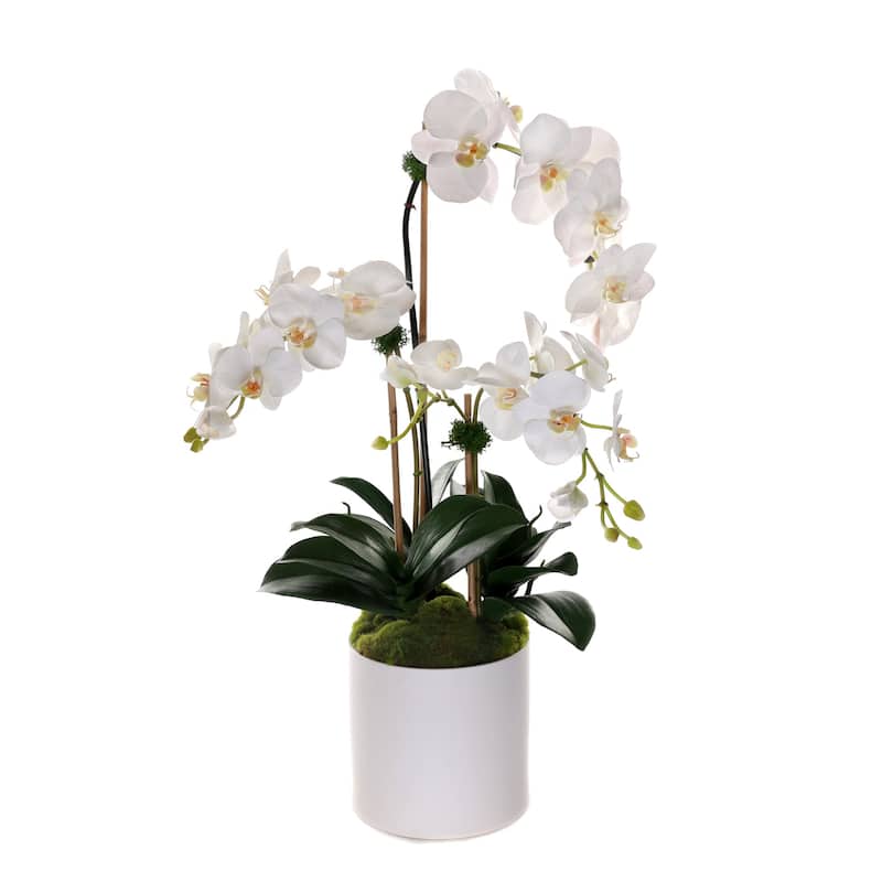 Real Touch Phalaenopsis Orchids in White Cylinder Pot
