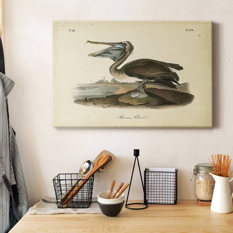 Audubons Brown Pelican Premium Gallery Wrapped Canvas - Ready to Hang