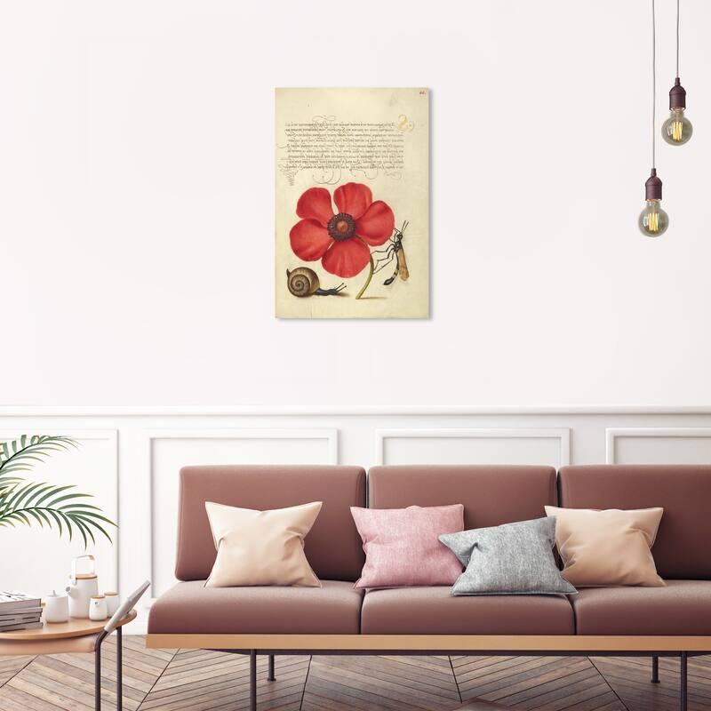 Wynwood Studio Canvas Floral and Botanical Hoefnagel - Terrestrial Mollusk Poppy Anemone and Crane Fly Wall Art Canvas Print - 20 x 30