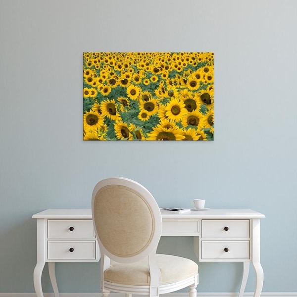 Easy Art Prints Adam Jones's 'Kentucky Pattern In Field Of Cultivated Sunflowers' Premium Canvas Art