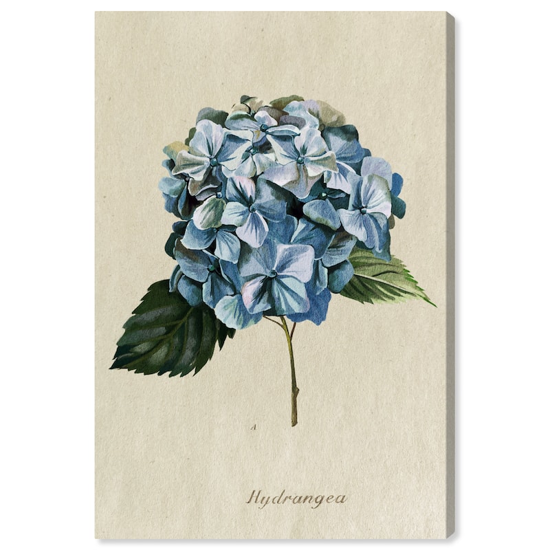 Wynwood Studio Canvas Floral and Botanical Hydrangea Botanical Blue and Pastel Pink Traditional Wall Art Canvas Print