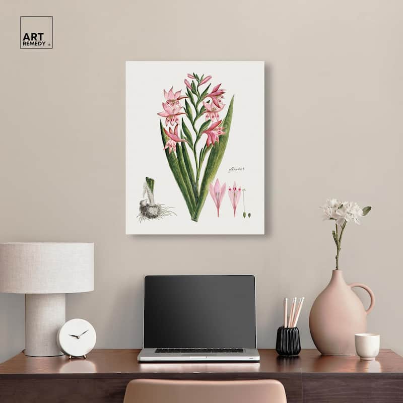 Gladiolus Carneus Canvas by Art Remedy, Gallery Wrapped