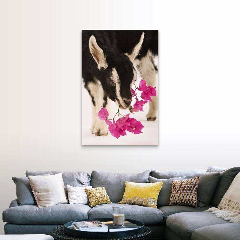 "Domesticated British Alpine goat (kid)." Canvas Wall Art - 32 x 48