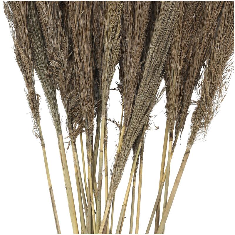 Dried Plant Pampas Grass Home Decor Natural Foliage with Long Stems - Brown - Roche River Decor