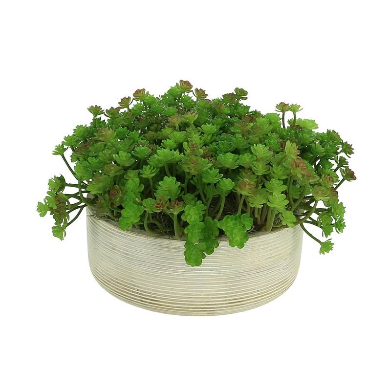 Cactus in Round Wood Bowl - Green