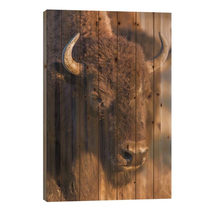 USA, Wyoming, Yellowstone National Park, a cow bison. Print On Wood by Elizabeth Boehm - Multi-Color - 26x18x1.5