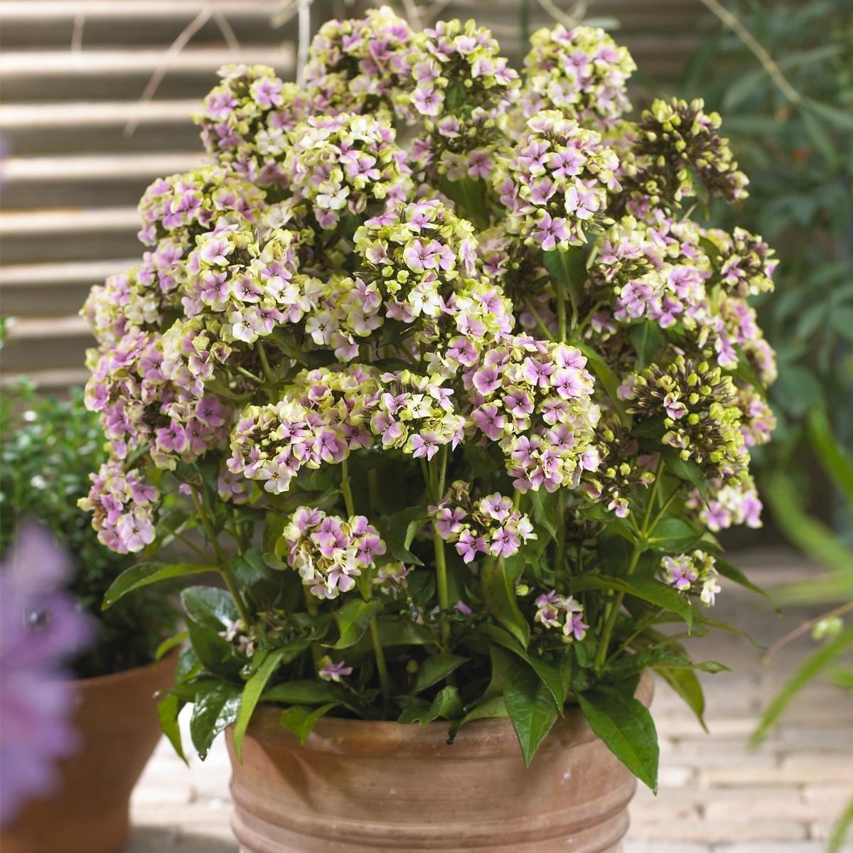 Van Zyverden Tall Phlox Sherbet Blend Set of 5 Roots - Bed Bath