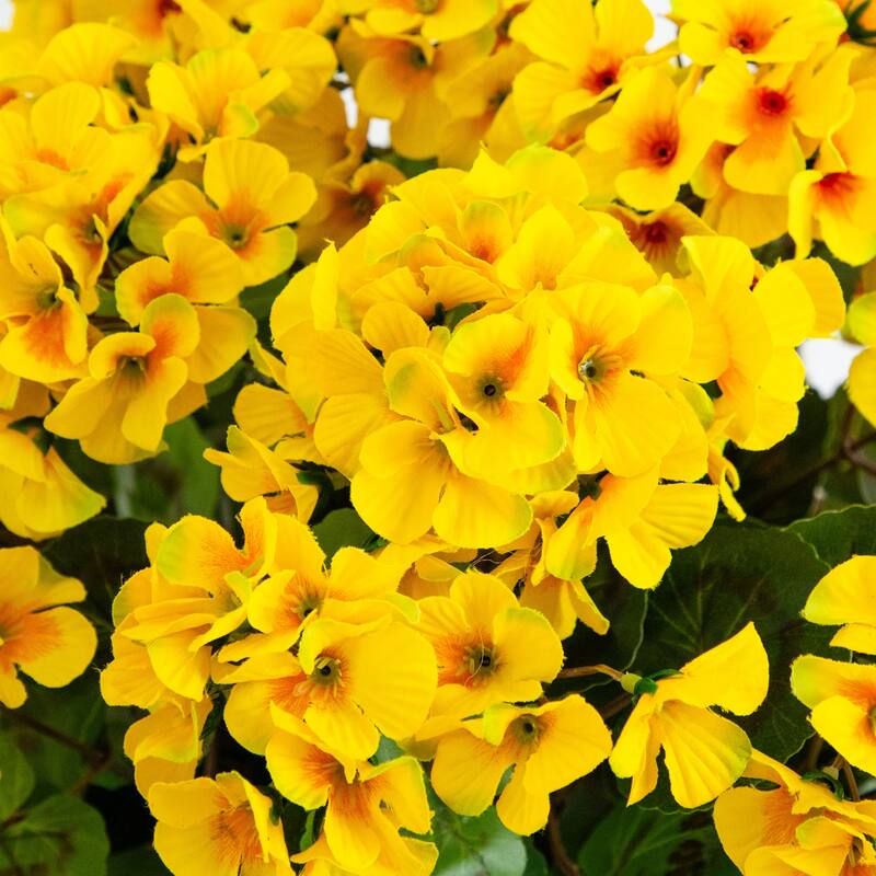 19-in UV Resistant Artificial Geranium Plant in Hanging Basket