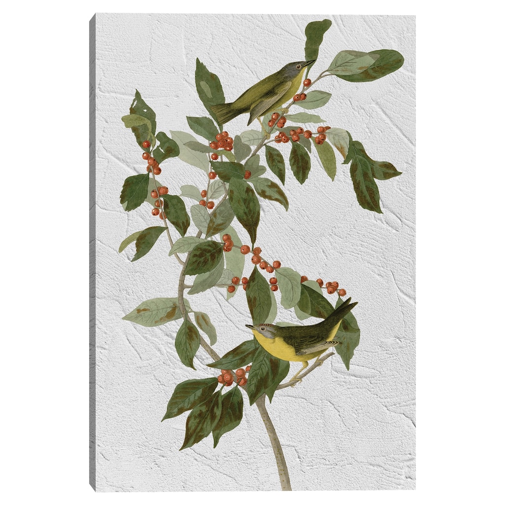 Audubon Nashville Warbler Texture by Design Lab Canvas Art Print