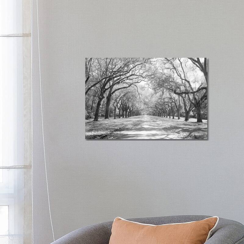 iCanvas "Live Oaks And Spanish Moss in B&W, Wormsloe State Historic Site, Savannah, Georgia I" by Panoramic Images Canvas Print - 18x26x1.5