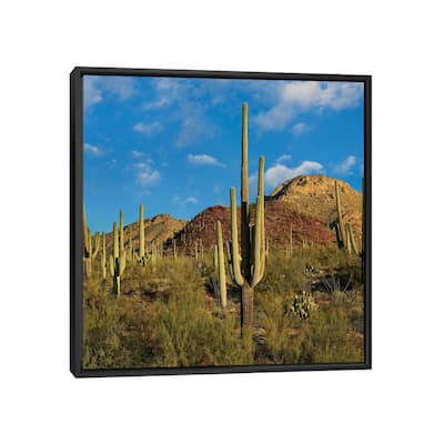 iCanvas "Saguaro, Tucson Mts, Saguaro National Park, Arizona" by Tim Fitzharris Framed