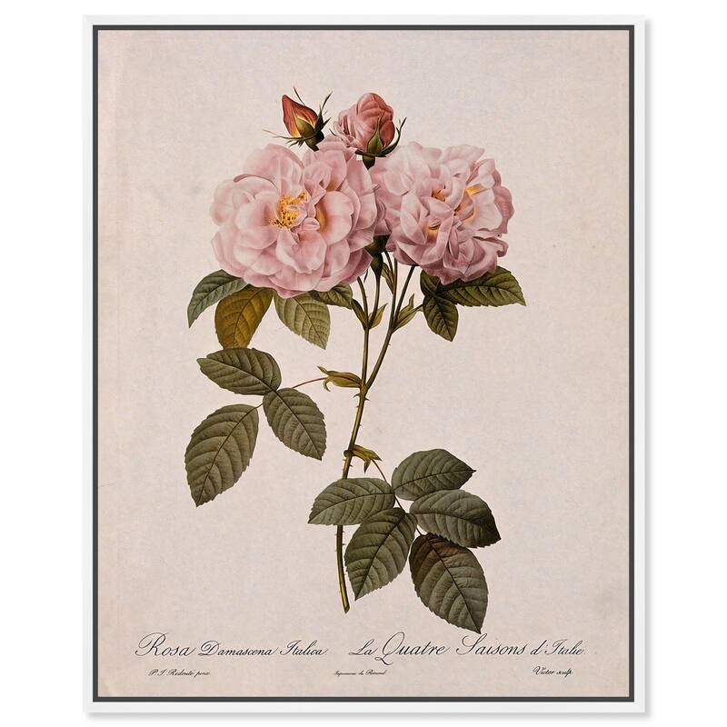 Damask Rose Canvas by Art Remedy - White - 16" x 20"