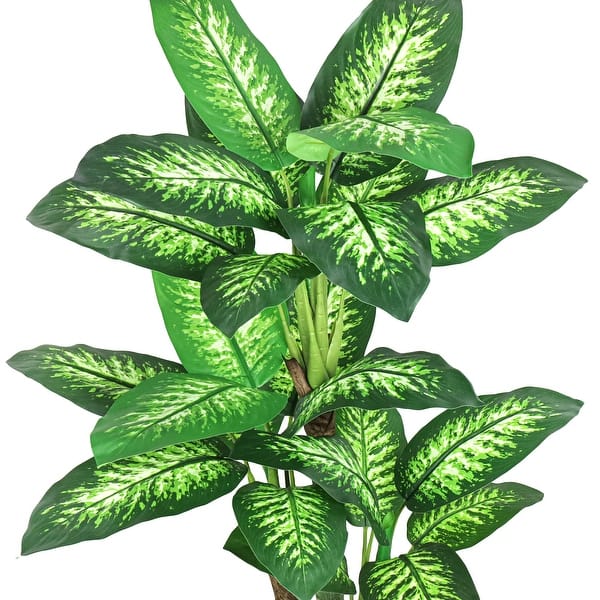 ficus lyrata fiddle leaf fig Ficus lyrata - Fiddle Leaf Fig - Quality Indoor Plants | Hortology