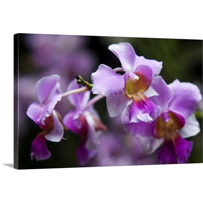 Shop Vanda Orchids In Orchid Garden Singapore Canvas Wall Art On Sale Free Shipping Today Overstock 21005834