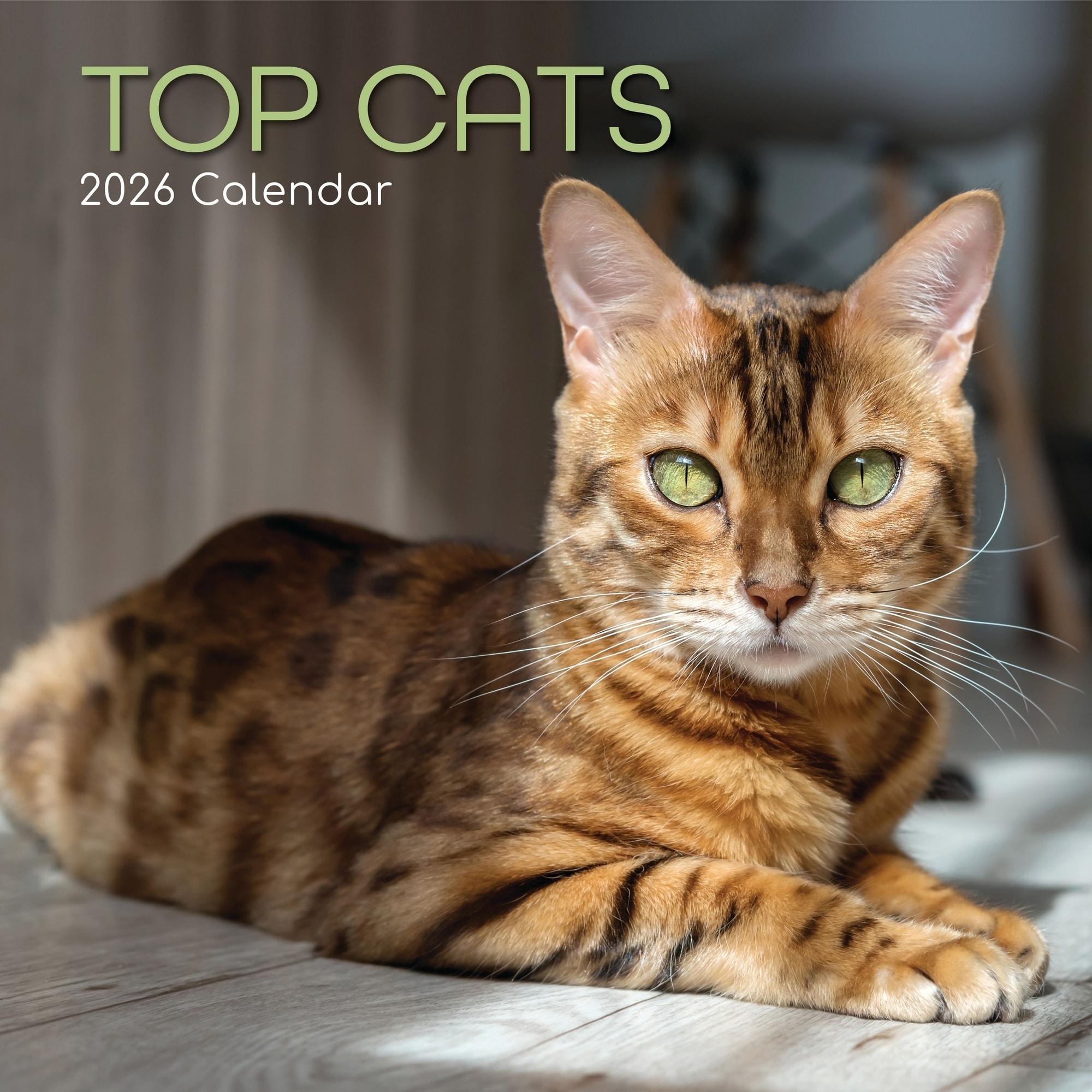 The Gifted Stationery 2026 Square Wall Calendar, Top Cats, 16-Month Animals Theme 12x12 in