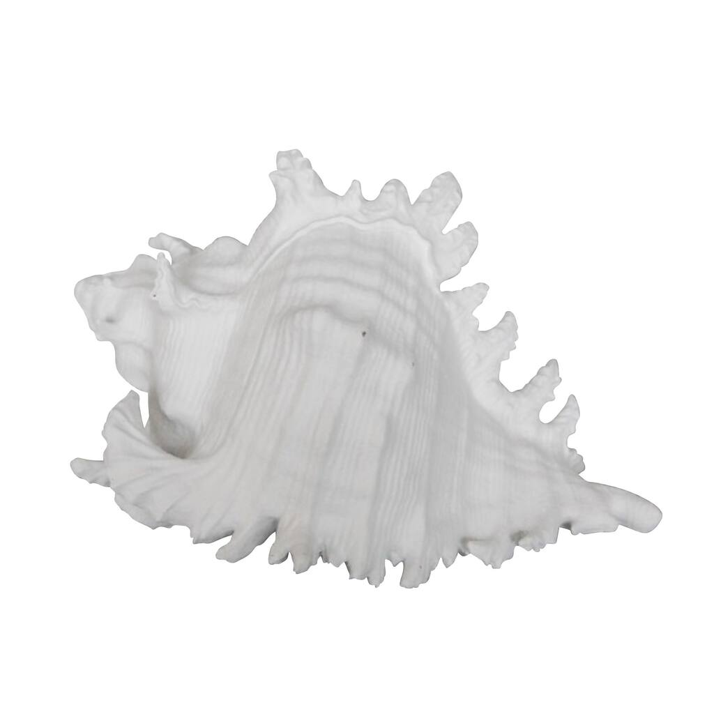 Polyresin Conch Shell Table Decor with Irregular Edges, White