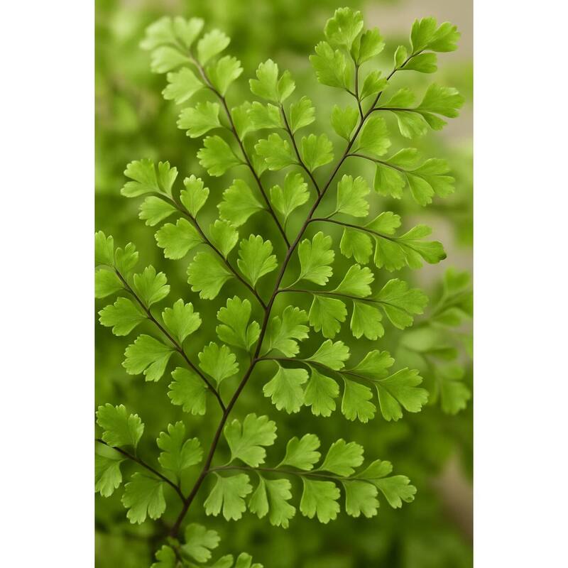HomeStock Flat Iron Fern in Concrete Bowl - Realistic Faux Fern for Urban Rustic Appeal - 15