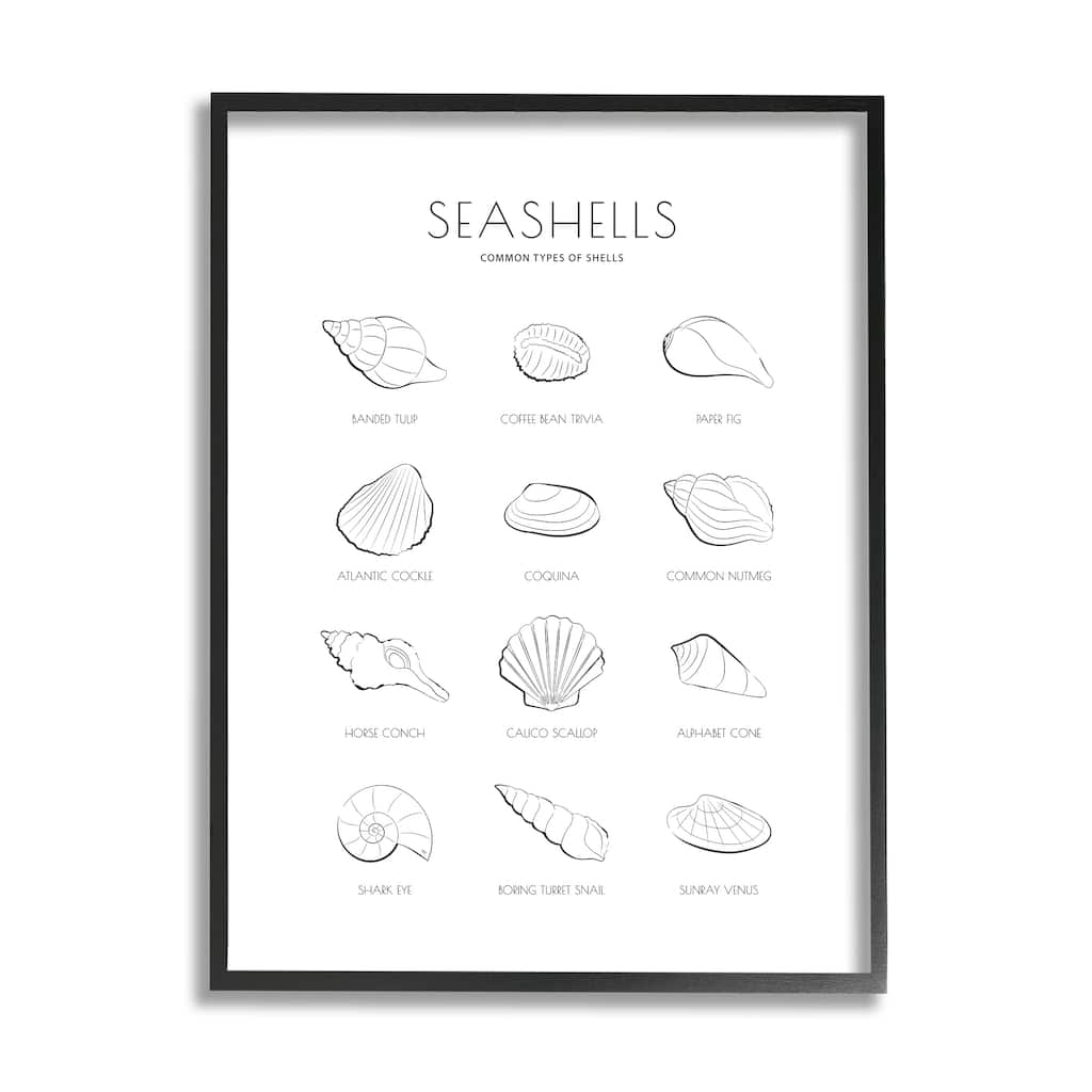 Stupell Seashell Guide for Common Shells Minimal Nautical Chart Framed Wall Art