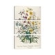 preview thumbnail 1 of 2, iCanvas "Forget-Me-Nots And Buttercups, Plate XIII, The Ladies' Flower Garden" by Jane Loudon 3-Piece Canvas Wall Art Set