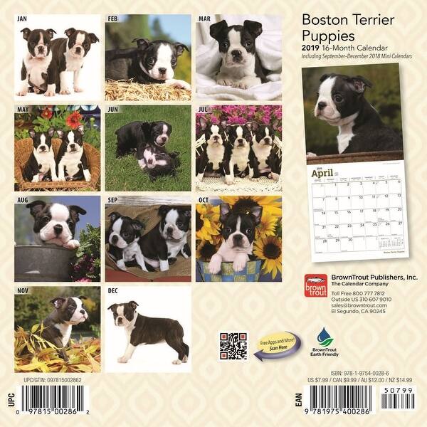 Shop Boston Terrier Puppies Mini Wall Calendar Boston Terrier By
