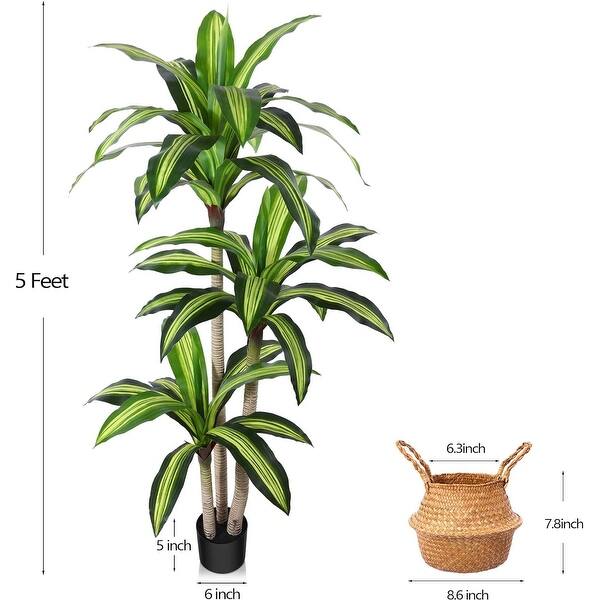 cat palm Cat Palm | Chamaedorea Cataractarum | 10