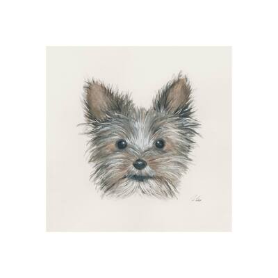 Eddie (Yorkie 1) (20 x 20) Canvas Art Print