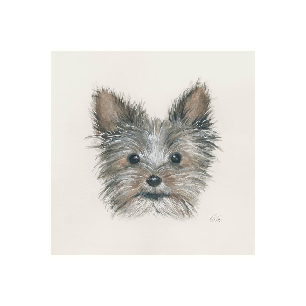 Eddie (Yorkie 1) (20 x 20) Canvas Art Print