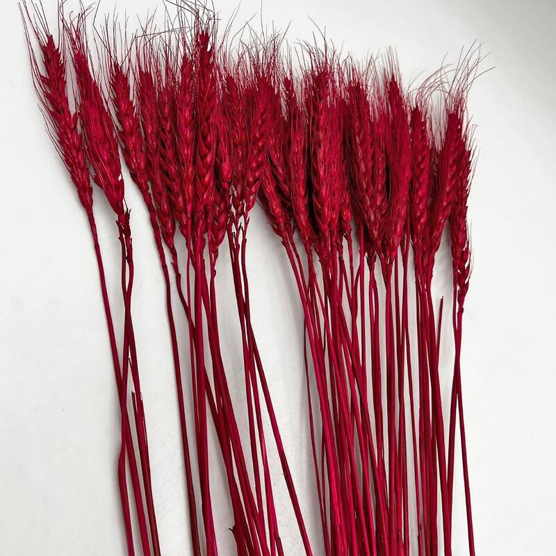 Bundle of 4 Dried wheat, 50 pcs,24" long - 24 inches