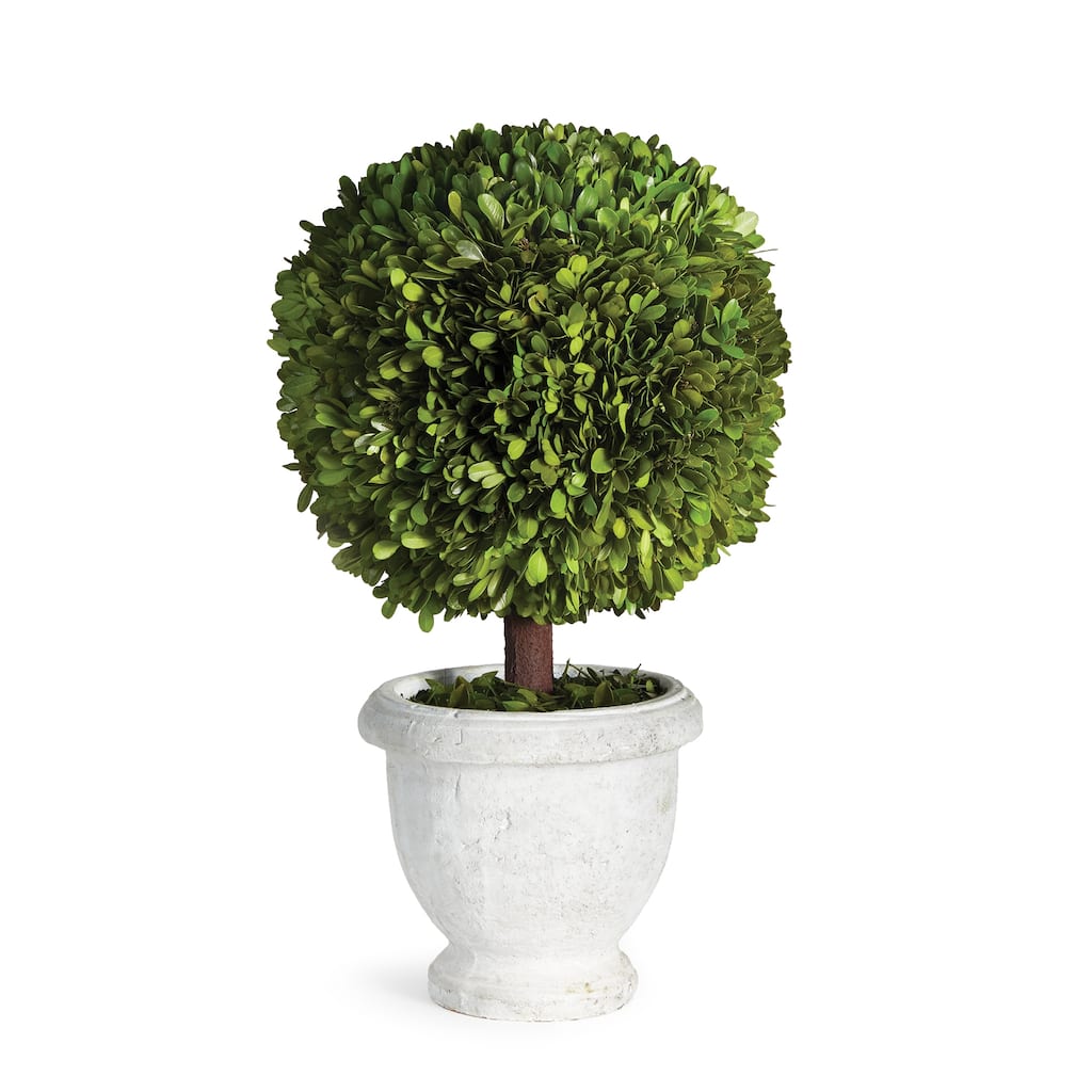 Boxwood Single 11" Ball Topiary In Pot - Green