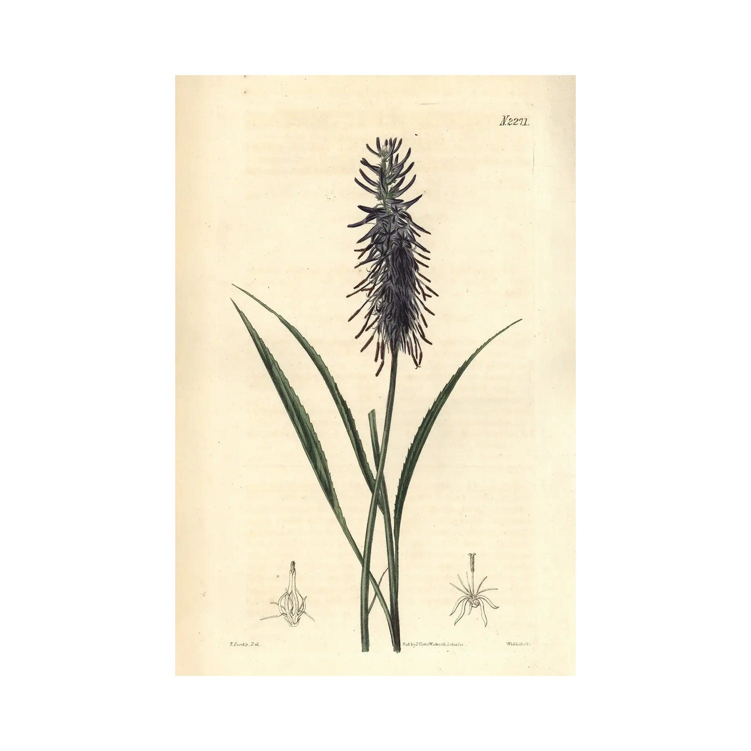 "Scorzonera-Leaved Rampion, Phyteuma Scorzone" by Florilegius Canvas Print