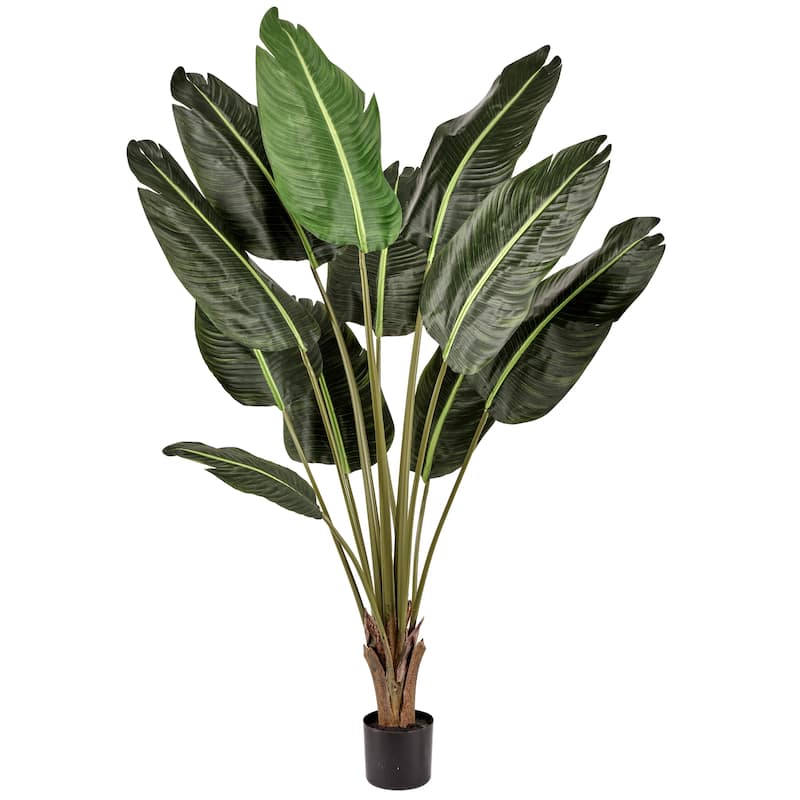 Potted Uv Treated Deluxe Traveler's Palm 5'