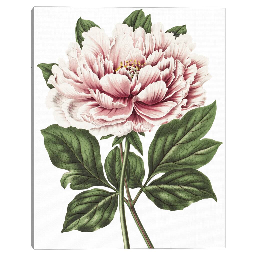 Pink Peony Crop Lite by Design Lab Canvas Art Print