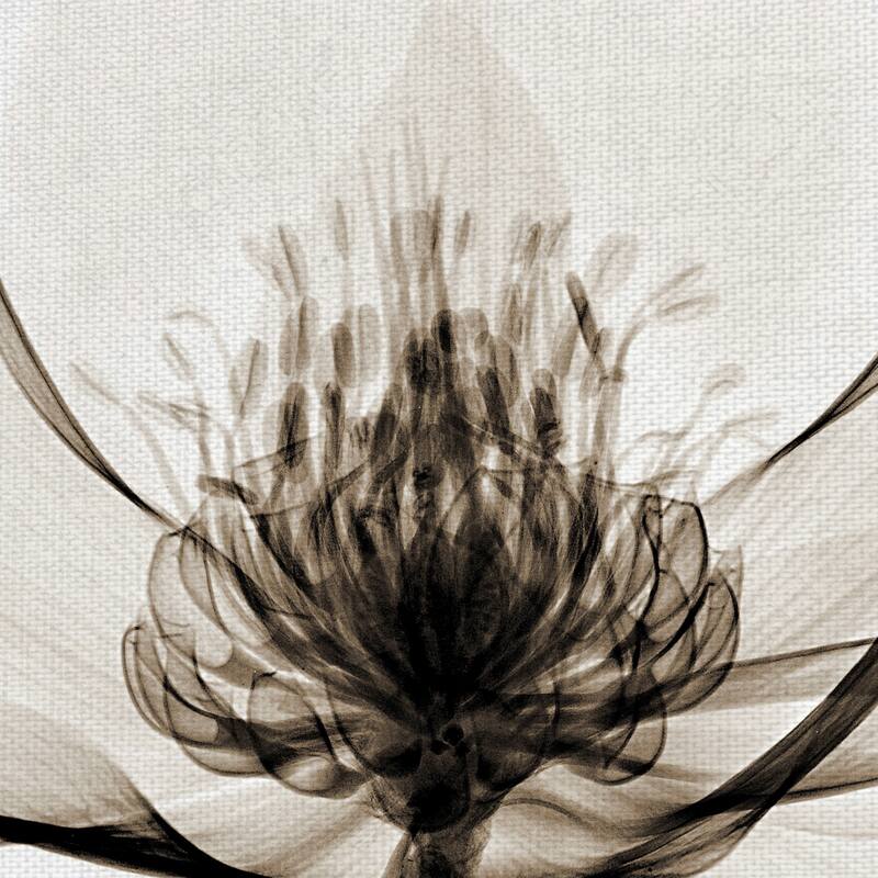 Hellebore I by Robert Coop Canvas Art Print