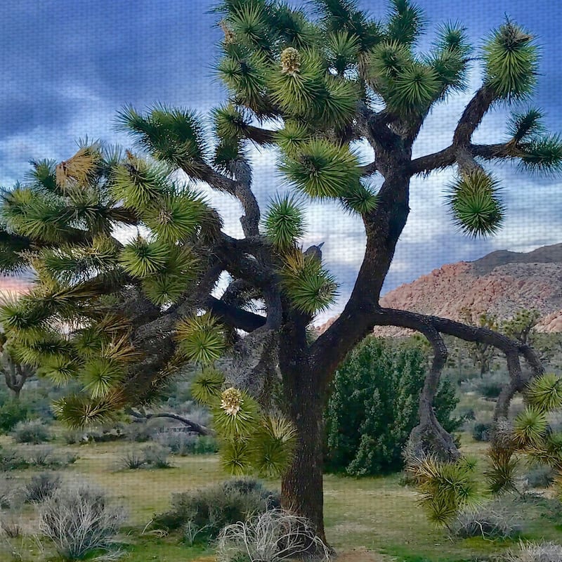 Joshua Tree Moment by James Carol Canvas Art Print