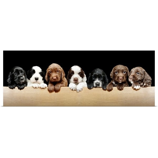 Shop Sprocker Puppies Poster Print Overstock 16477112