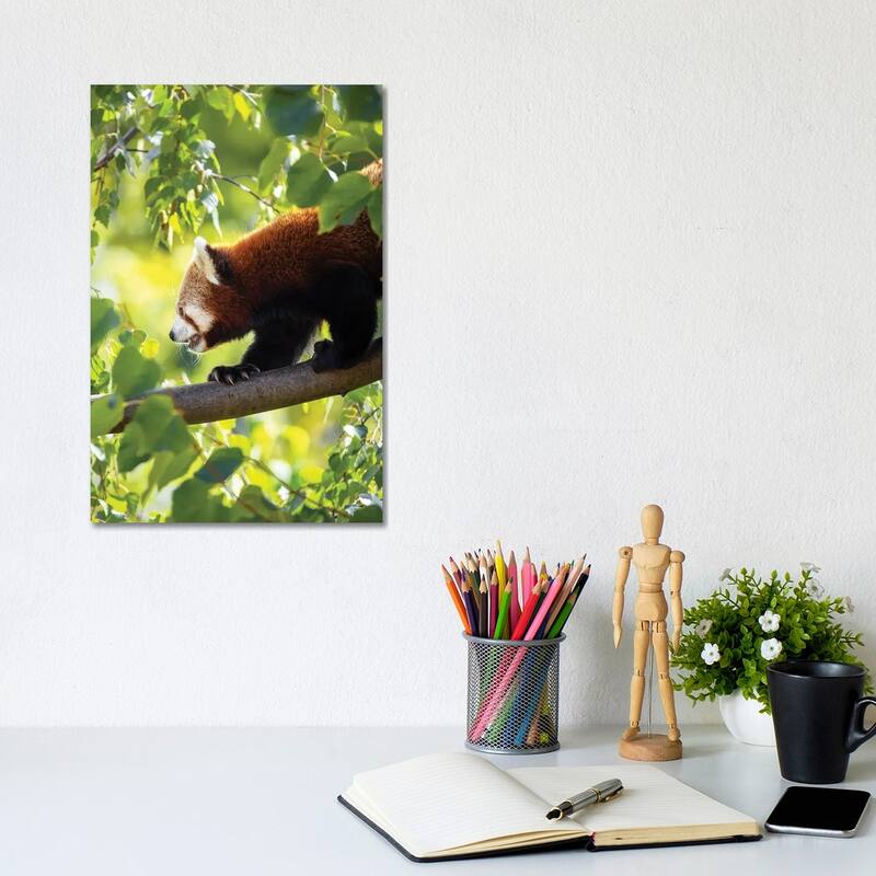 iCanvas "Red Panda Walking Along A Tree Branch" by Jane Rix Canvas Print - 12x8x0.75