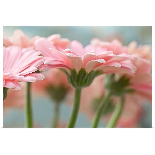 "Close-up of pink gerbera daisies." Poster Print