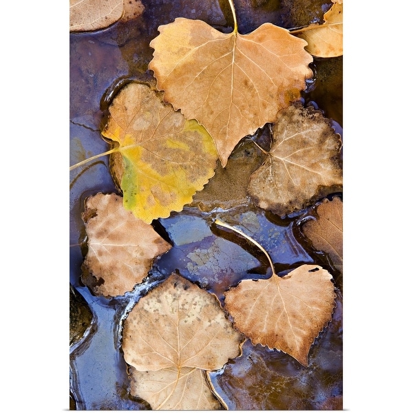 "Fallen leaves decaying the waters of the Virgin River, Utah" Poster Print