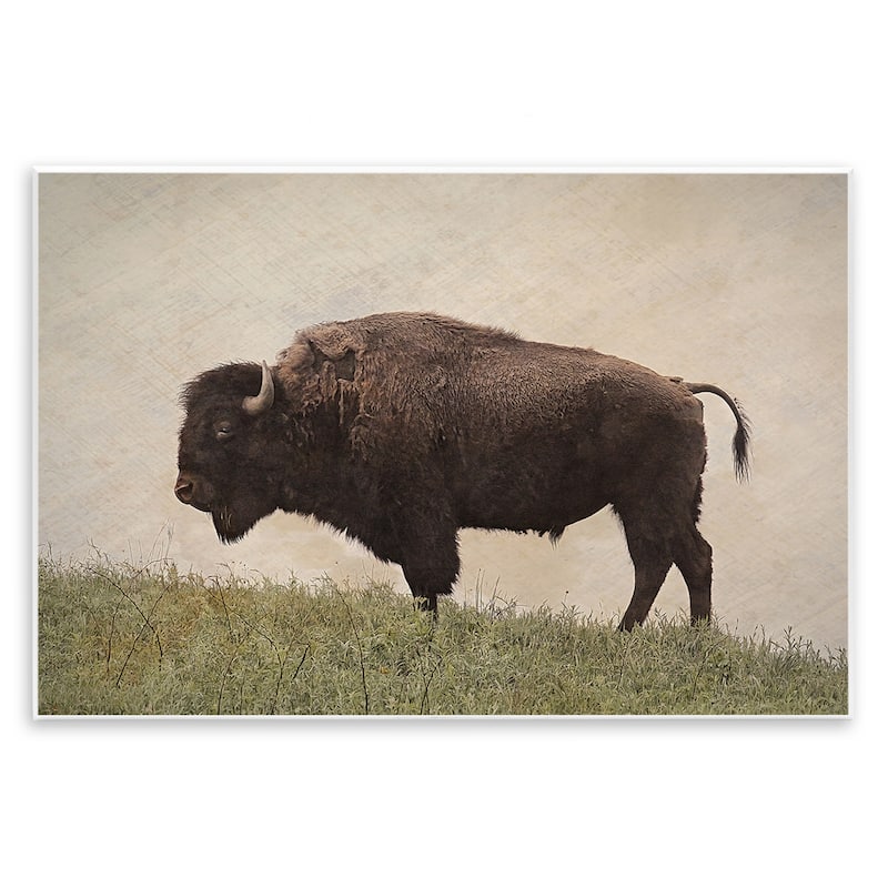 Stupell Serene Buffalo on Country Hill Wall Plaque Art Design By Steve Toole - 19 x 13