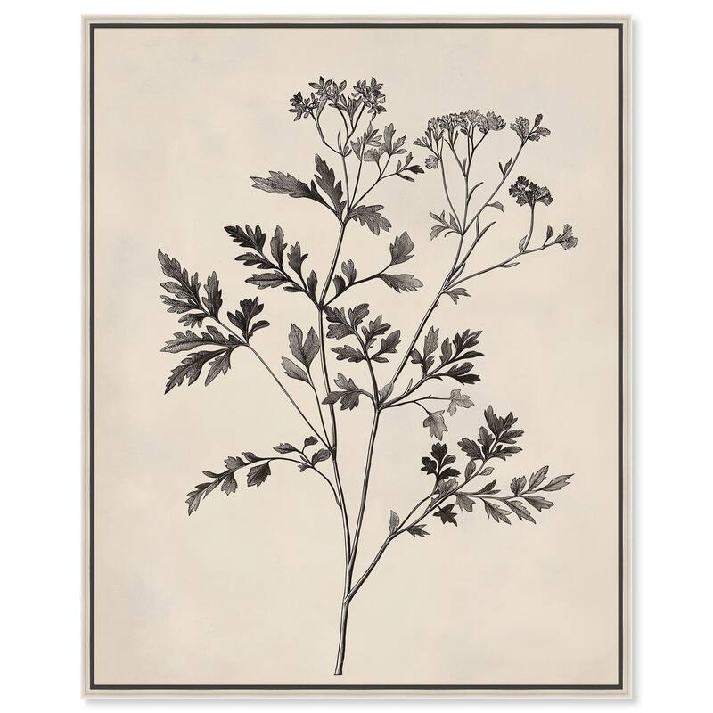Aniseed Anatomy I Canvas by Art Remedy - Silver - 24" x 30"